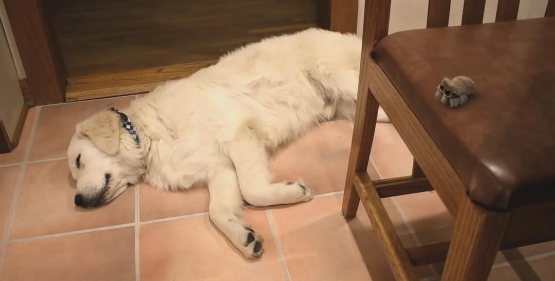 《小蜘蛛卢卡斯》海报第8张图片