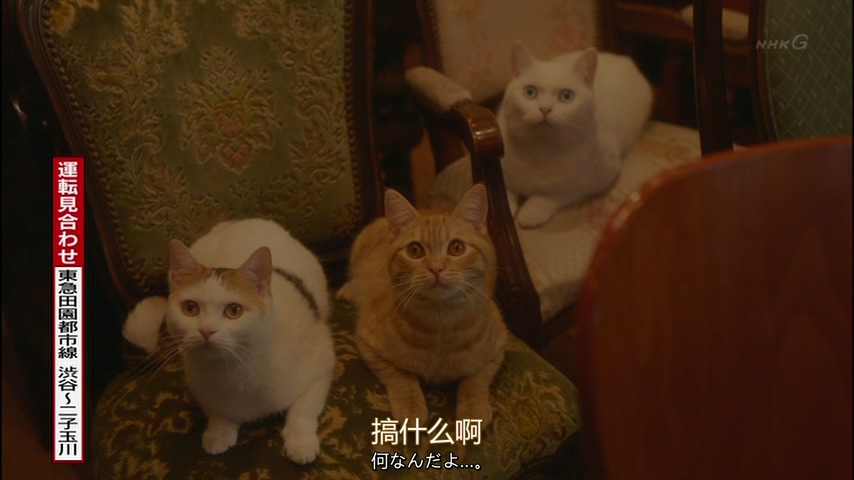 《毛毯猫》剧照