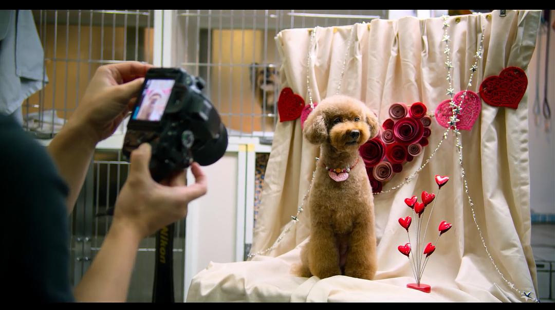 《爱犬情深第一季》剧照第36张图片