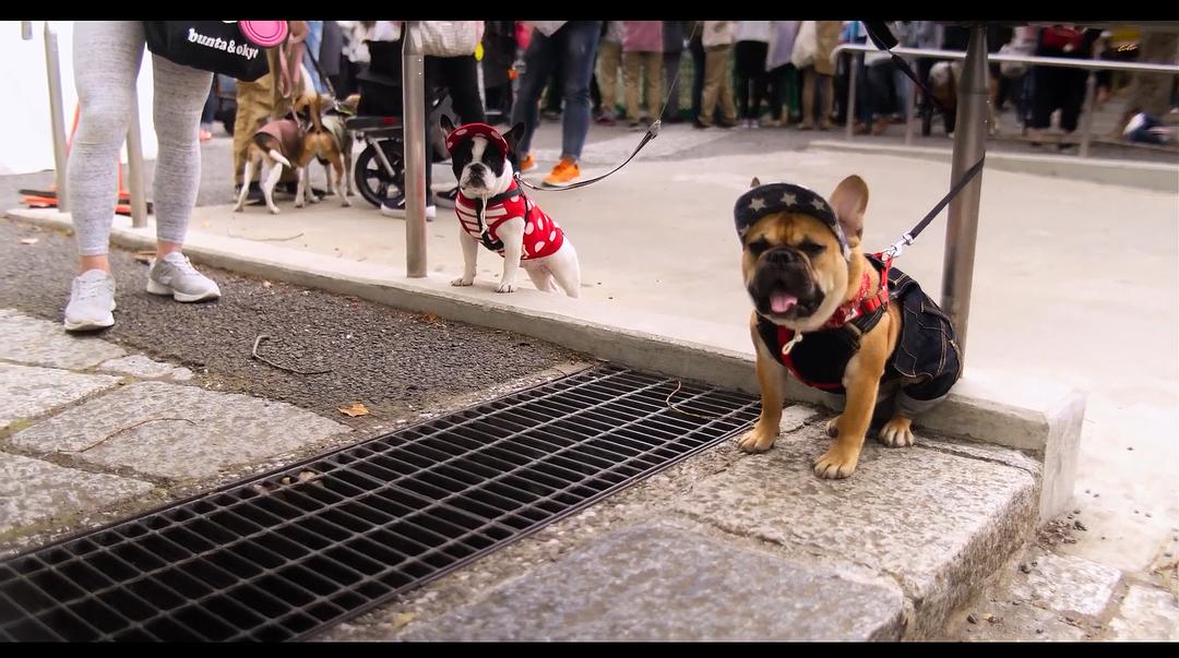 《爱犬情深第一季》剧照第35张图片