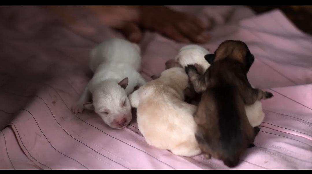 《爱犬情深第一季》剧照第29张图片