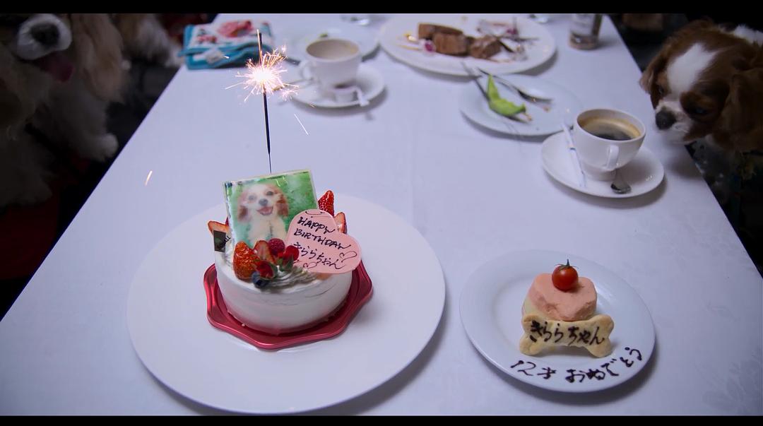 《爱犬情深第一季》剧照第26张图片