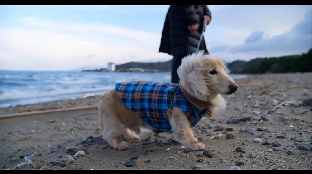 《爱犬情深第一季》剧照第25张图片