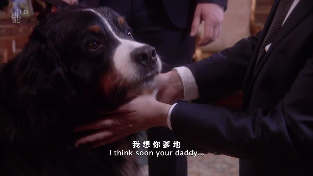 伯恩山犬