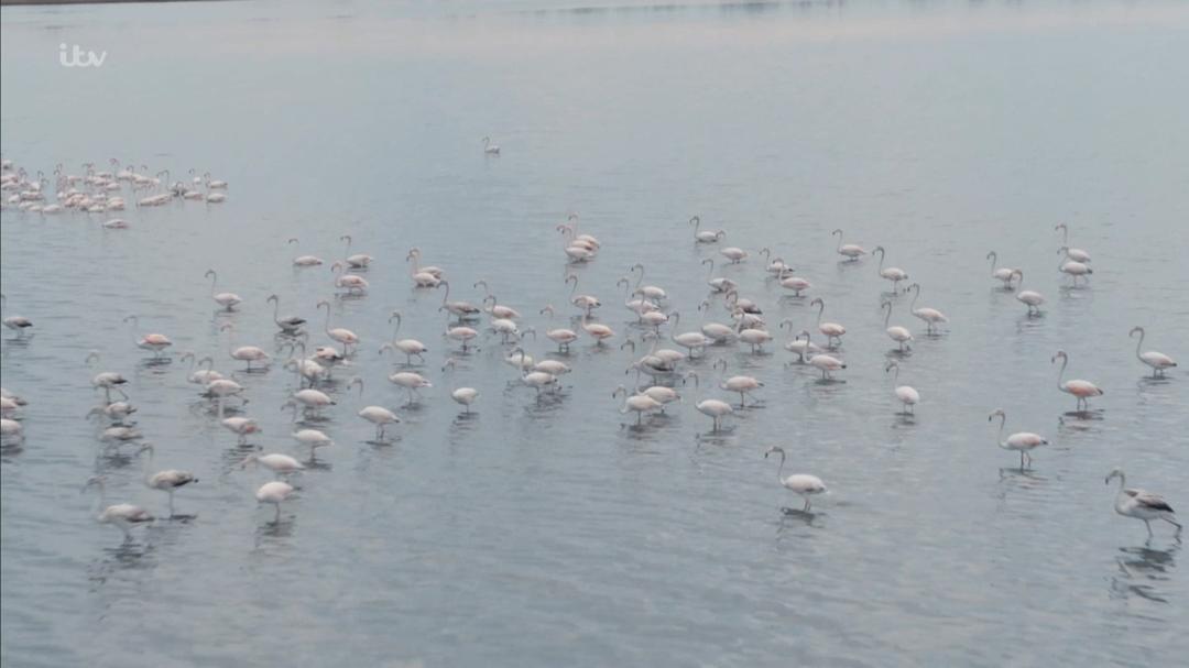 《德雷尔一家第四季》剧照第36张图片