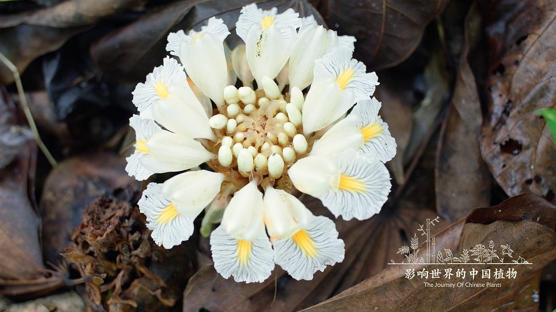 《影响世界的中国植物》剧照