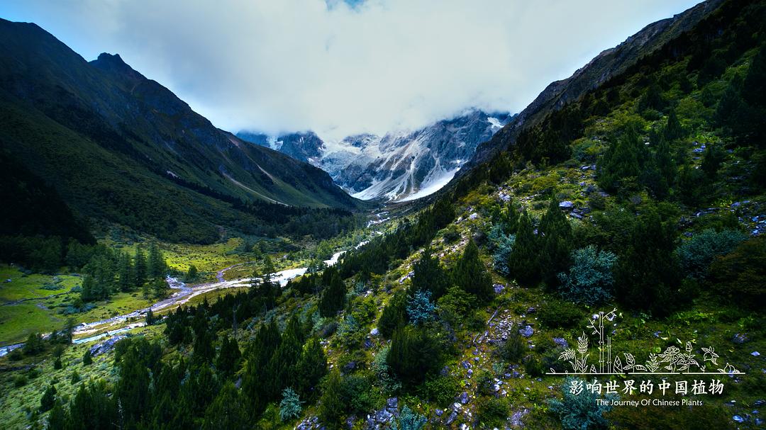 《影响世界的中国植物》剧照
