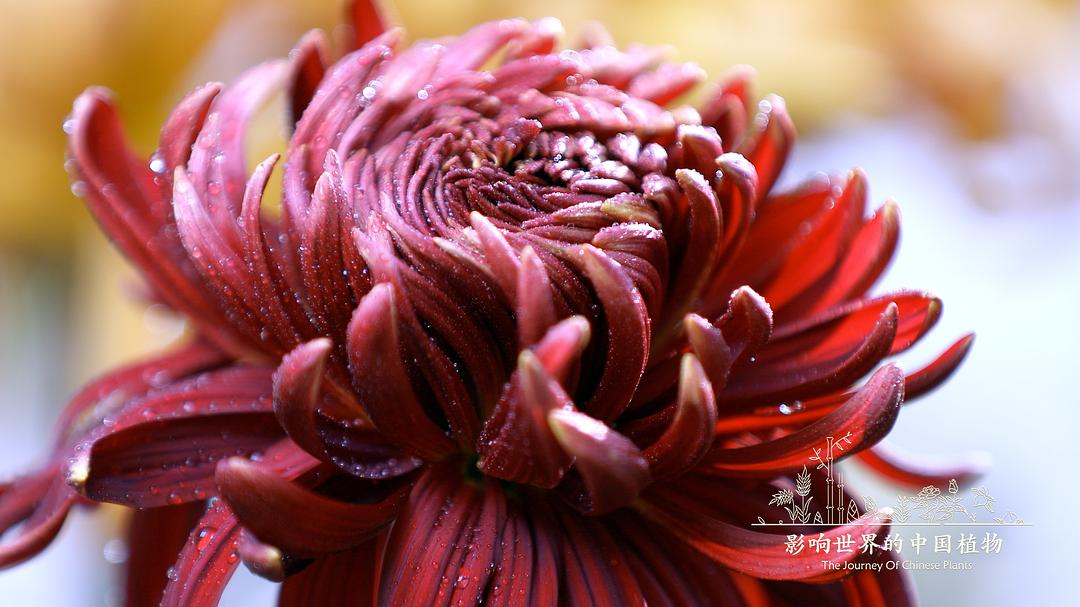 《影响世界的中国植物》剧照