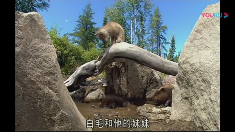 《河狸白毛历险记》剧照第23张图片