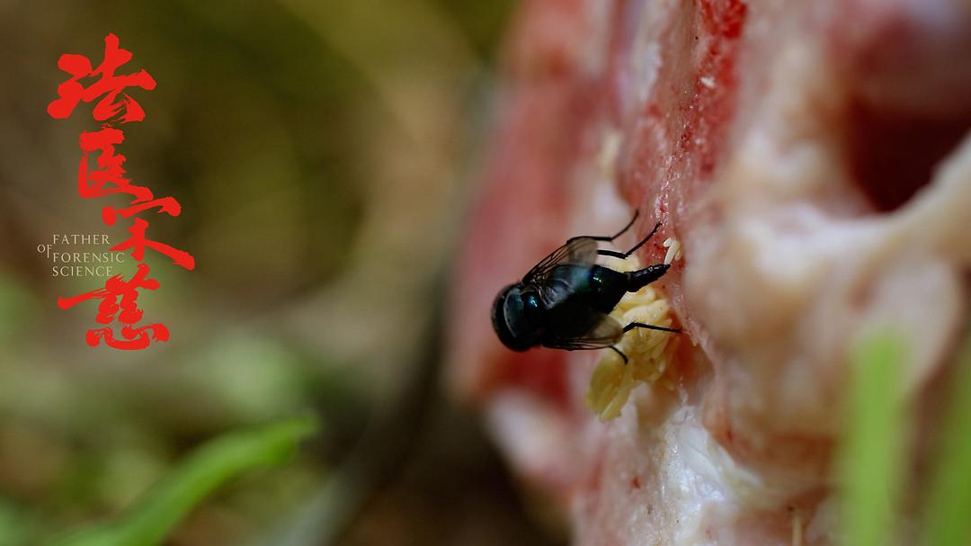 《法医宋慈》剧照第31张图片