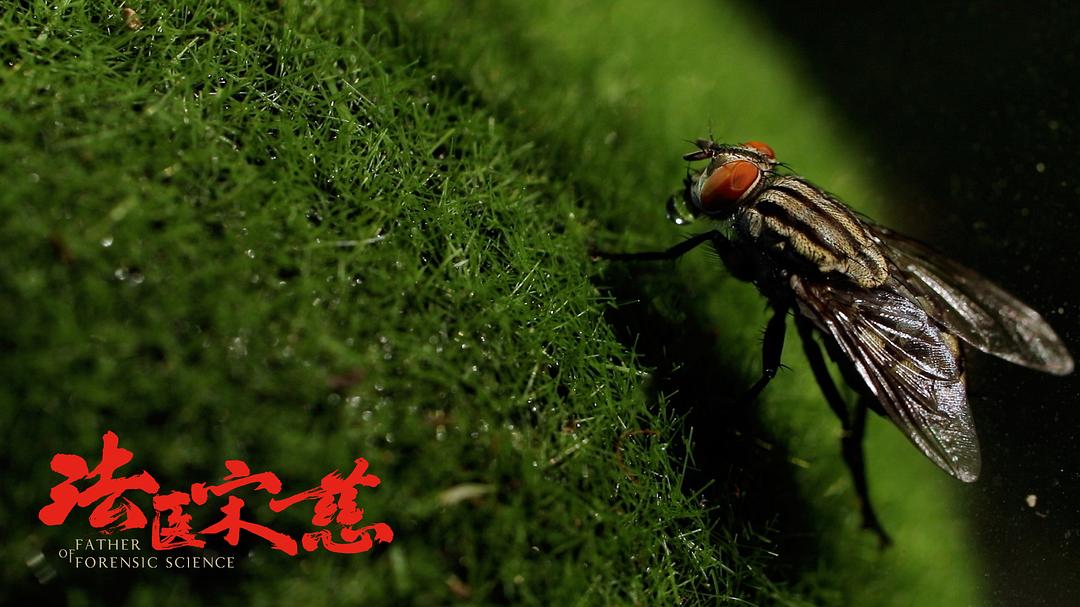 《法医宋慈》剧照第25张图片