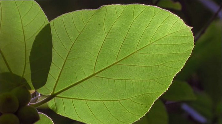 《地球的故事》海报