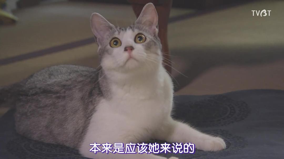 《临床犯罪学者火村英生的推理2019SP》剧照