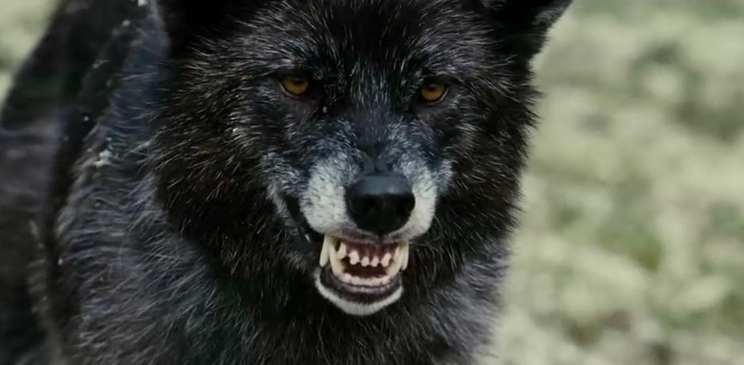 《狼》海报第25张图片 《狼》海报第25张图片