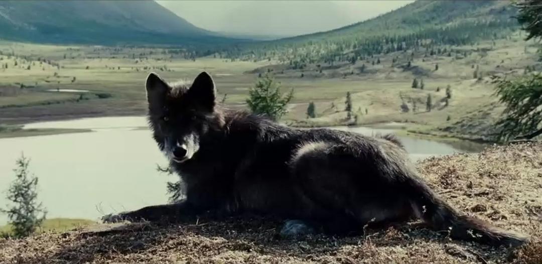 《狼》海报第13张图片 《狼》海报第13张图片