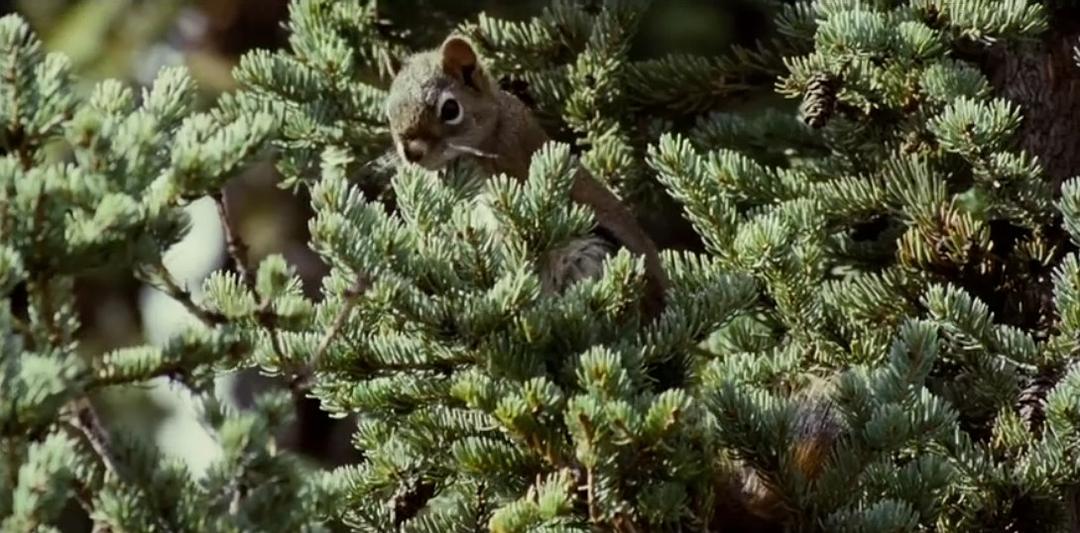 《狼》海报第12张图片 《狼》海报第12张图片