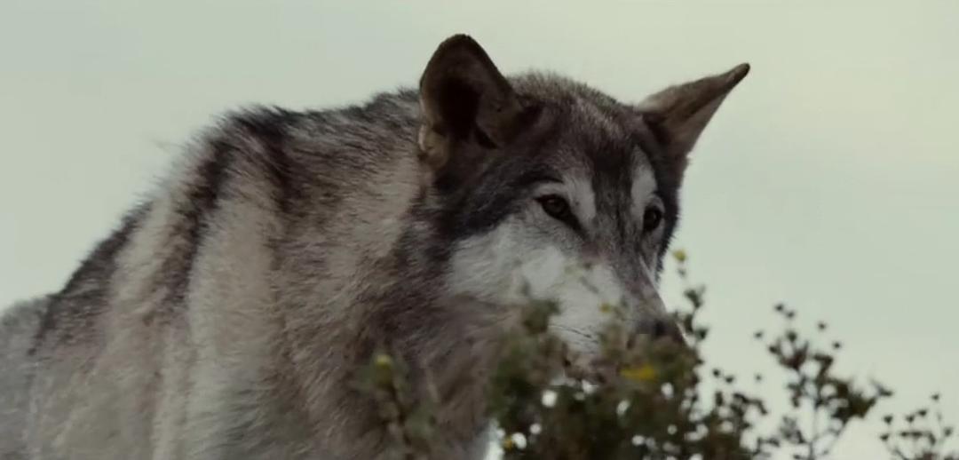 《狼》海报第11张图片 《狼》海报第11张图片