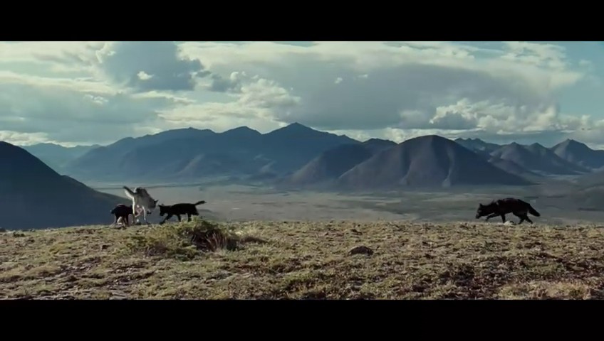 《狼》海报第47张图片 《狼》海报第47张图片