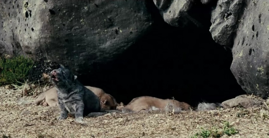 《狼》海报第26张图片 《狼》海报第26张图片