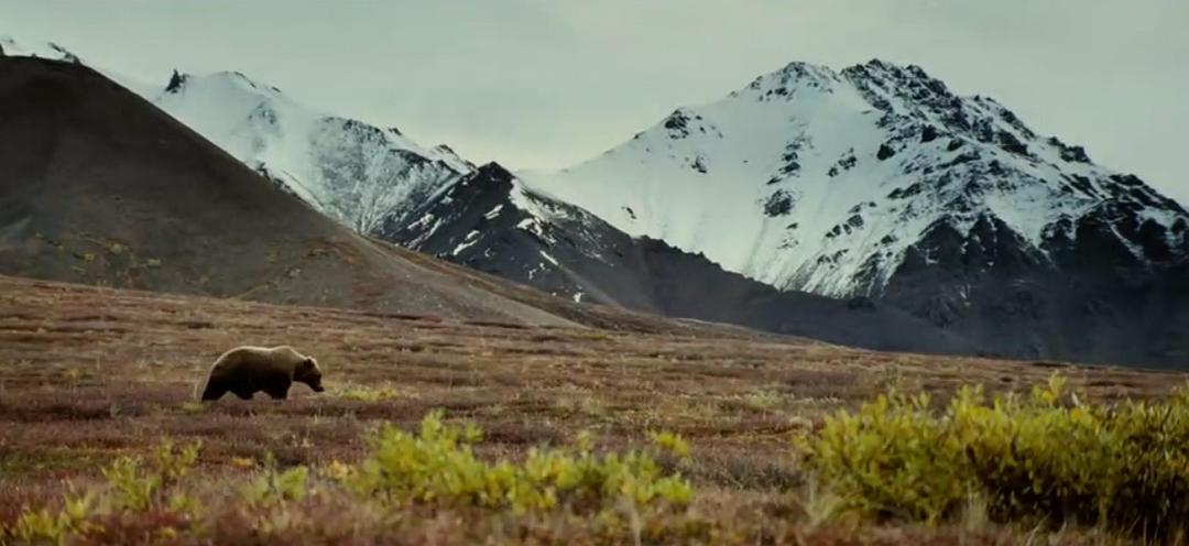 《狼》海报第24张图片 《狼》海报第24张图片