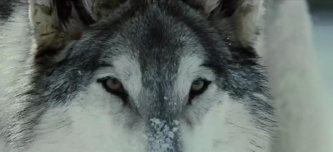 《狼》海报第19张图片 《狼》海报第19张图片