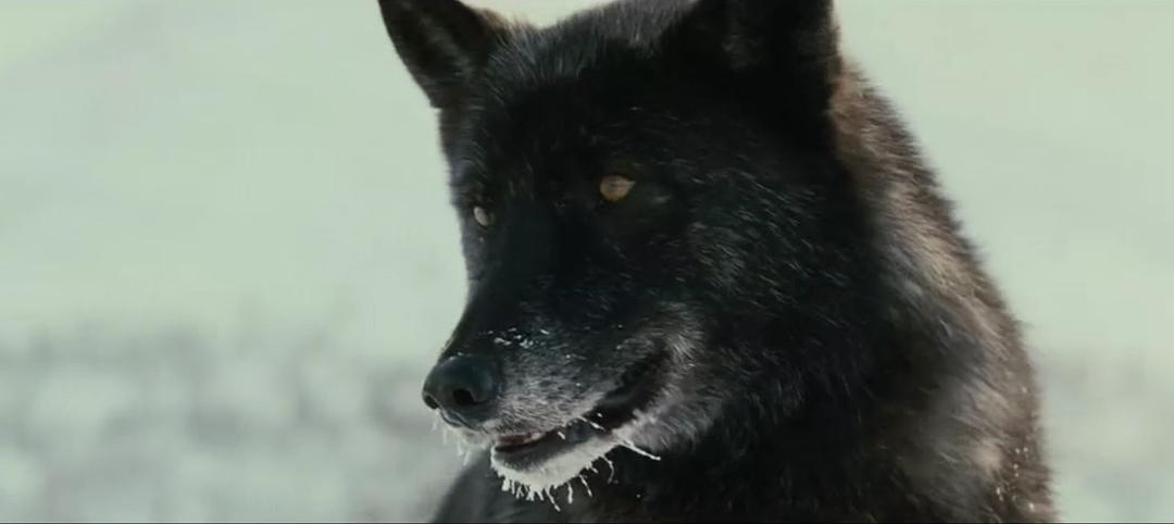 《狼》海报第17张图片 《狼》海报第17张图片