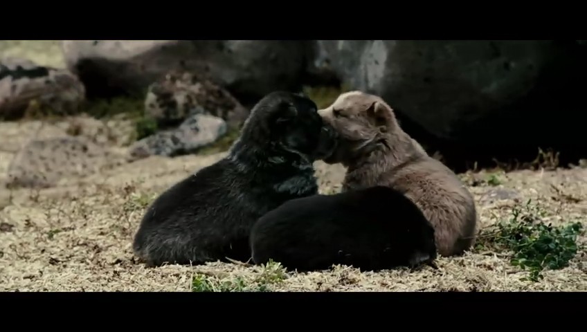 《狼》海报第48张图片 《狼》海报第48张图片